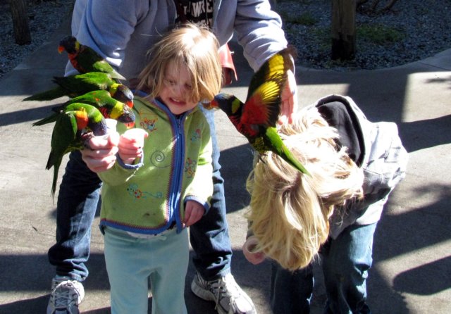 parrotfeeding2.jpg