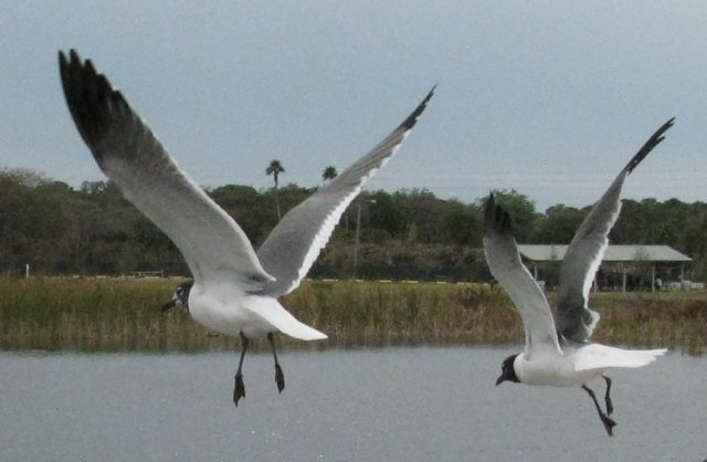 seagulls.jpg